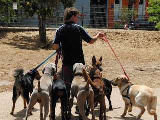 Imagens do Taxi Dog Anjos da Guarda, bairro Lapa